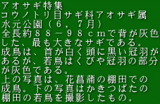AITMW REmgڃTMȃAITM iUCVj SWW|XWŔwDF Ał傫ȃTMłB ́A񂪔ɍH 邪Aᒹ͂т⊥H̕ DFłB ̎ʐ^́AԏҊ̒Icł B̎ʐ^͂΂ Ic̎ᒹBéB